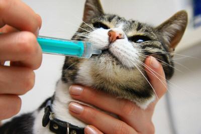 Tierarzt behandelt Katze